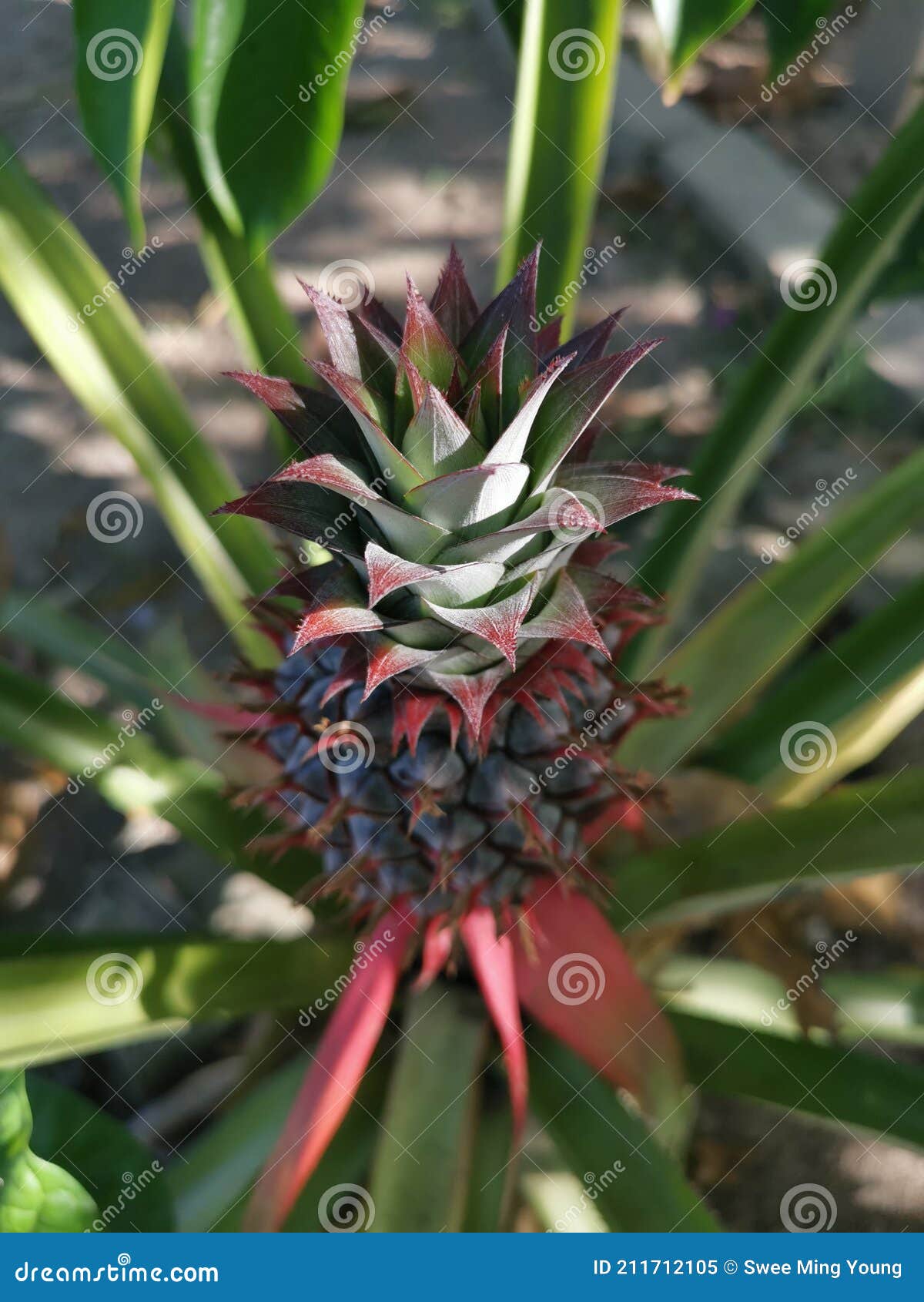Young Pineapple Fruit with the Green Growing Crown. Stock Image Image of organic, herb 211712105