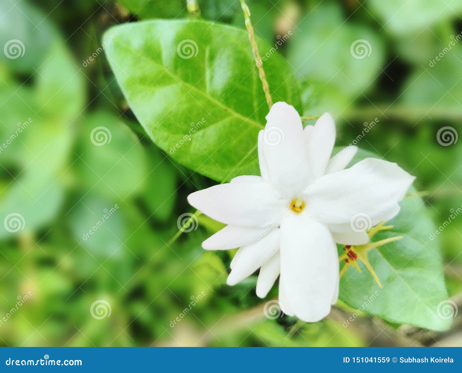 Imagem Bonita Do Papel De Parede Do Fundo Da Flor Do Jasmim Do Branco De  Jardim Imagem de Stock - Imagem de projetos, imagem: 151041559