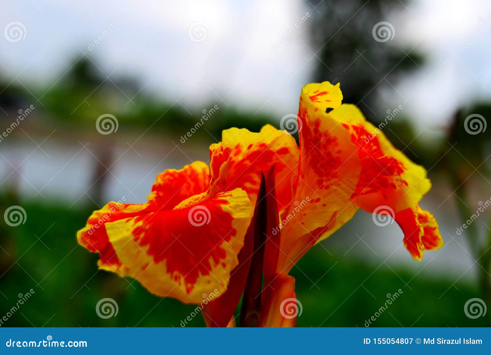 Imagem Colorida Das Flores Da Natureza 4k Imagem de Stock - Imagem de  amarelo, nave: 155054807