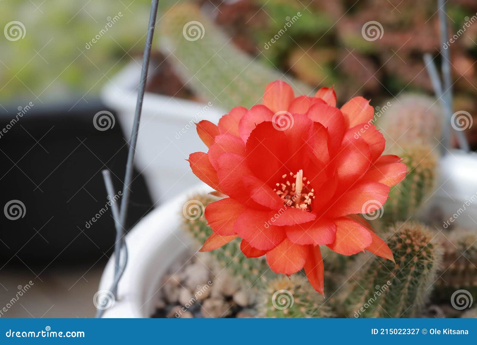 A Imagem Da Flor Do Cacto No Jardim Imagem de Stock - Imagem de cacto,  vermelho: 215022327