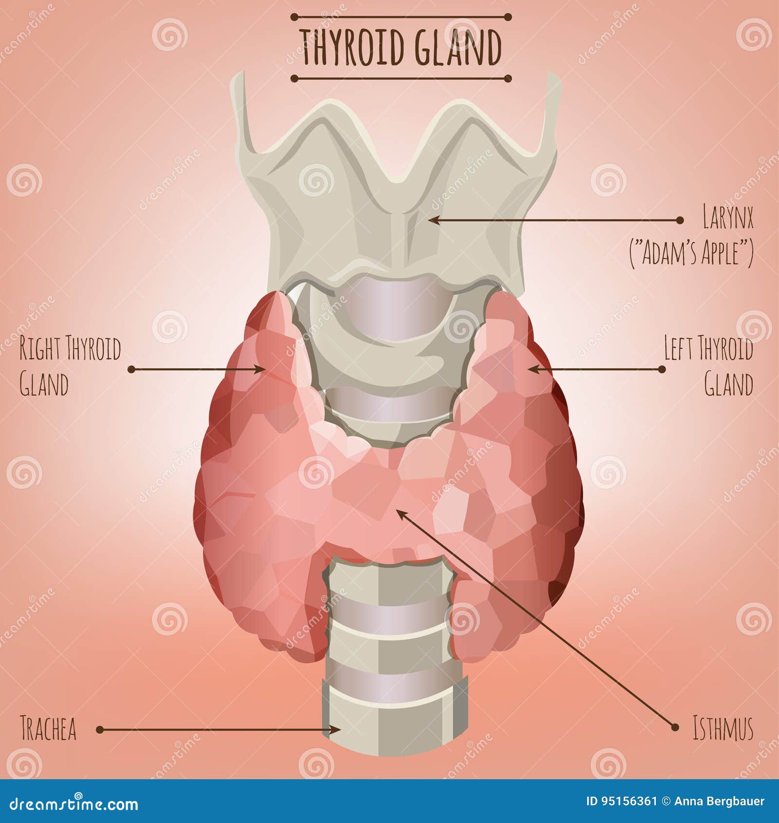 Imagem Da Glândula Tireoide Ilustração do Vetor - Ilustração de problema,  endocrinologia: 95156361, image size:1600x1690