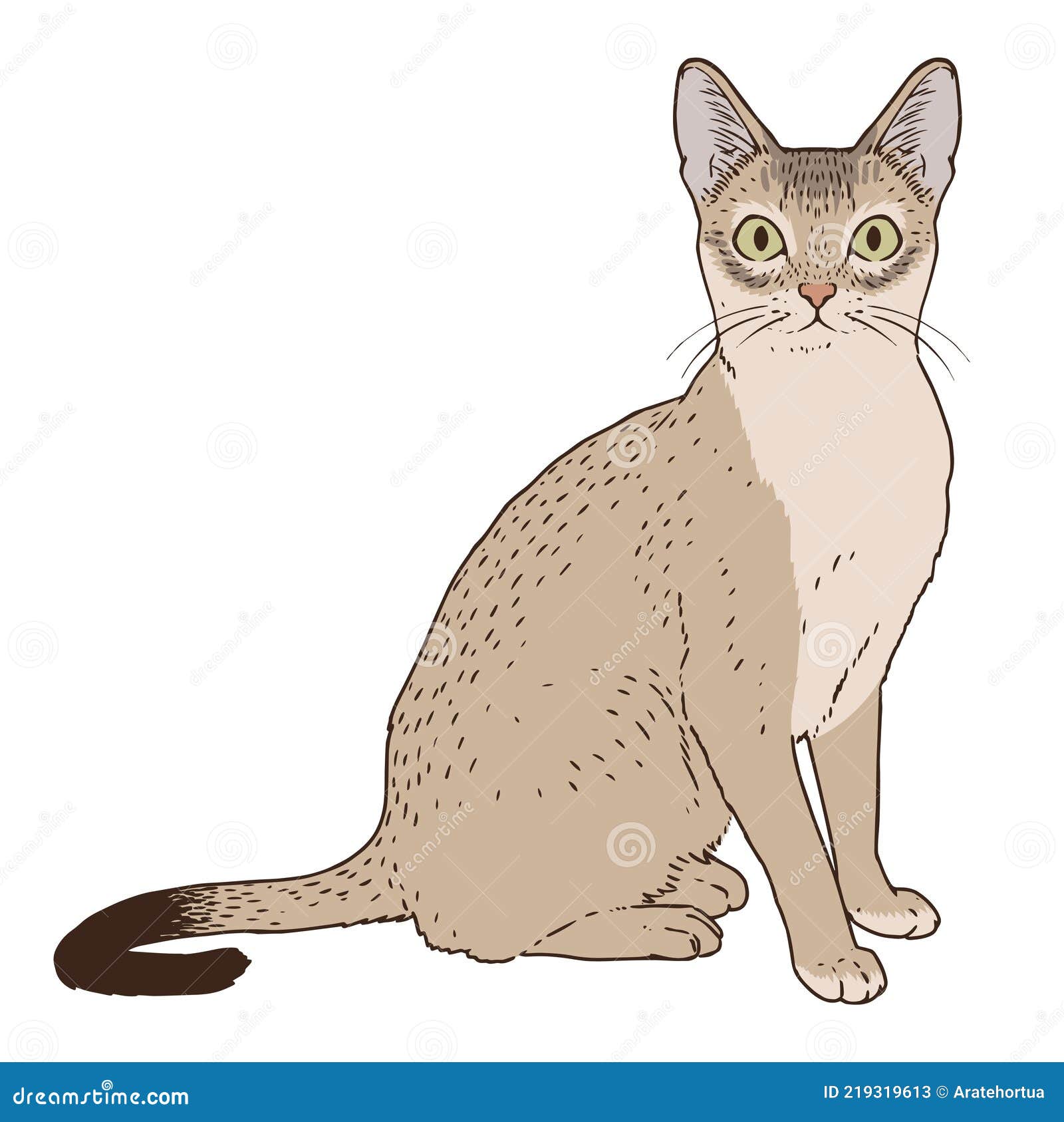 Imagem De Gato Realista Isolada Ilustração do Vetor - Ilustração de animal,  cara: 219319622