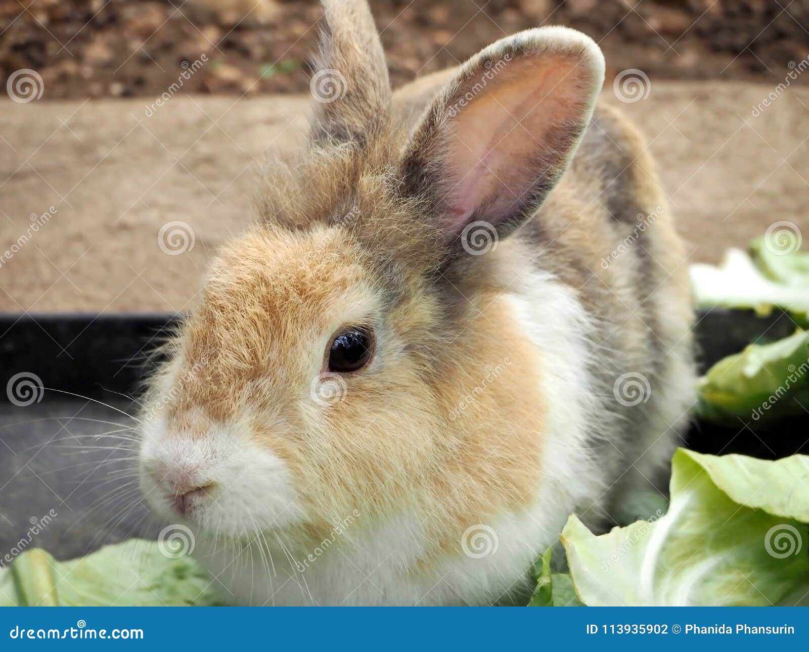 Imagem De Um Coelho Pequeno Foto de Stock - Imagem de sozinho, charada 