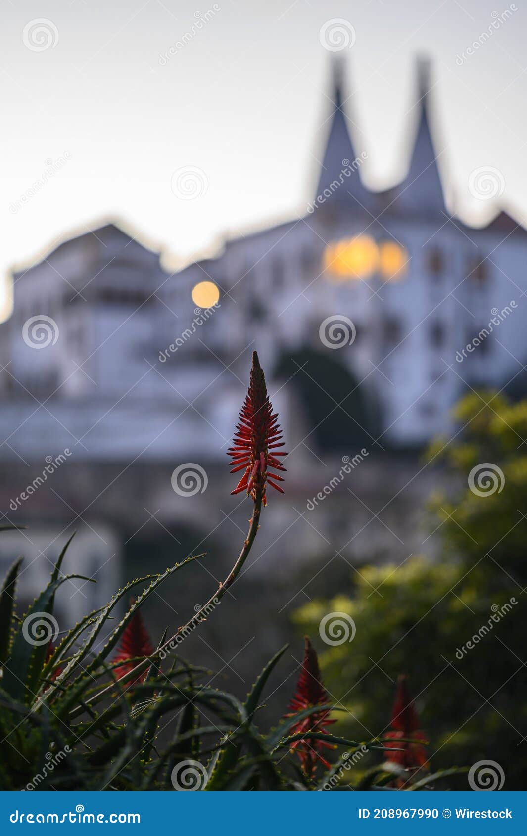 Imagem De Uma Bela Flor Vermelha Aloe Vera Com Um Castelo Histórico No  Fundo Desfocado Foto de Stock - Imagem de flor, erva: 208967990