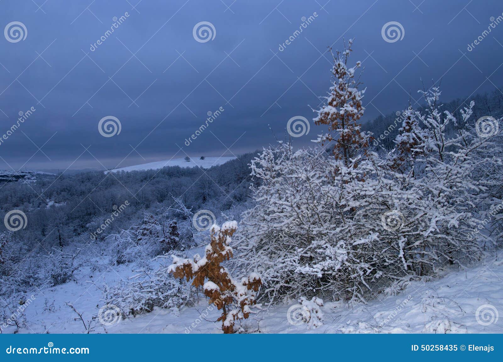 Imagem do inverno da noite com as árvores cobertas com a neve, a névoa e o fundo bonito