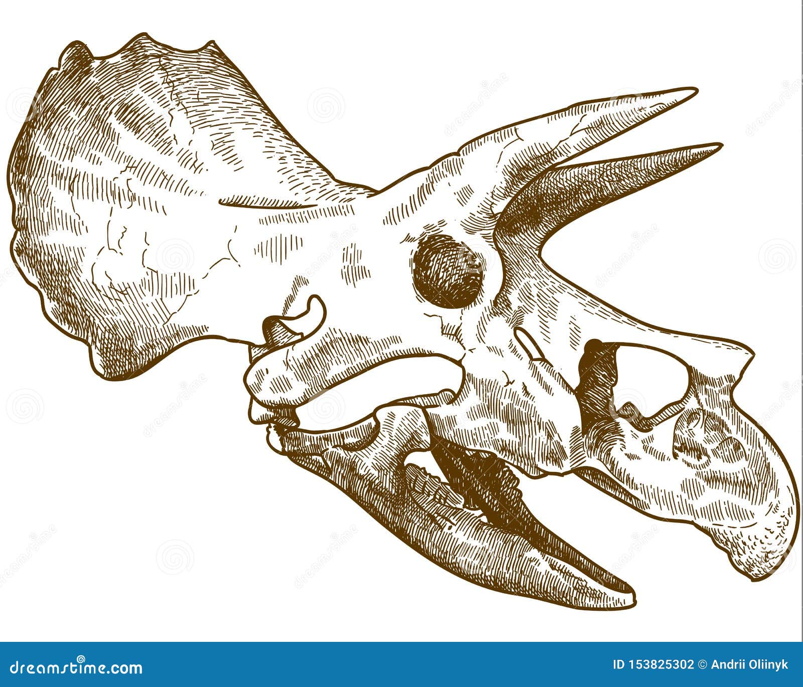 Gravura vetorial desenho ilustração do esqueleto do tiranossauro t rex  isolado no fundo branco
