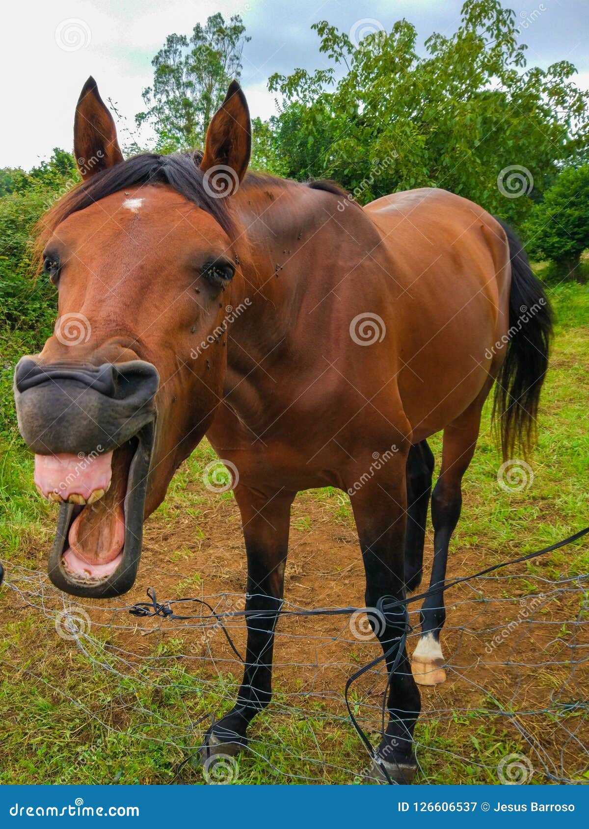 Bravet - O riso de um Cavalo 🐴 Você já deve ter visto a foto de