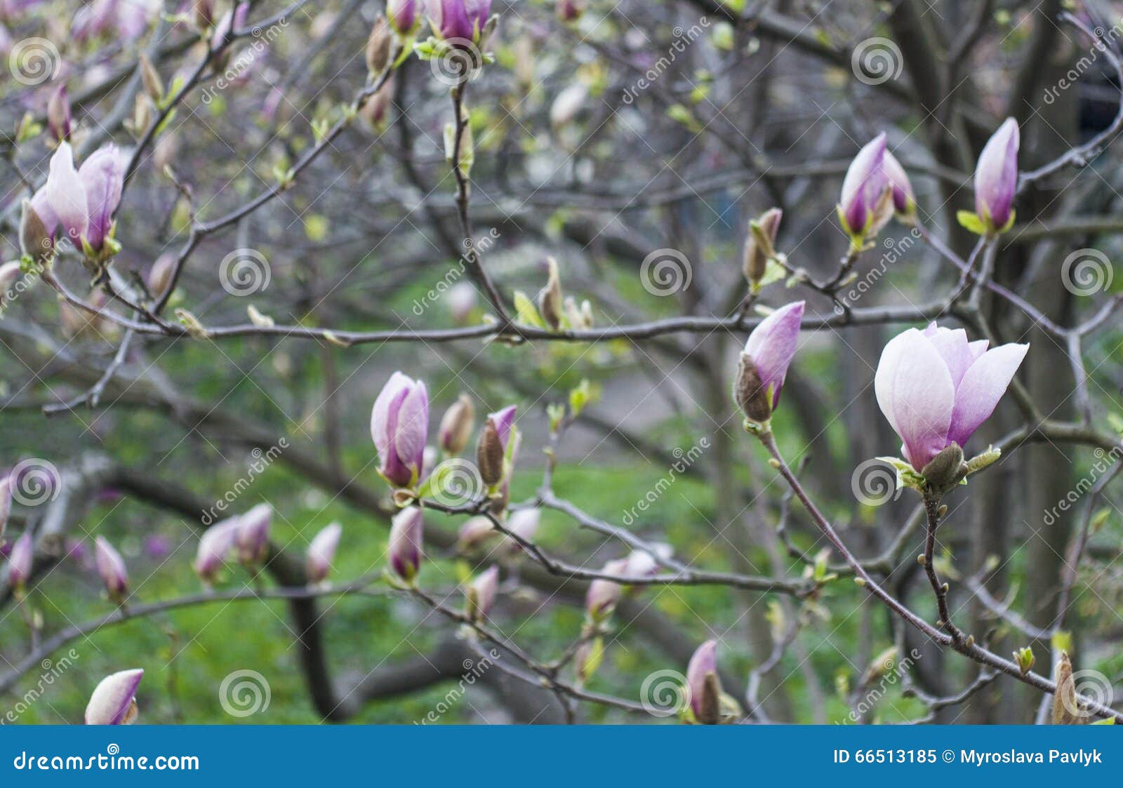 A imagem macia do foco da magnólia de florescência floresce i. Soft focus image of blossoming magnolia flowers in spring time.