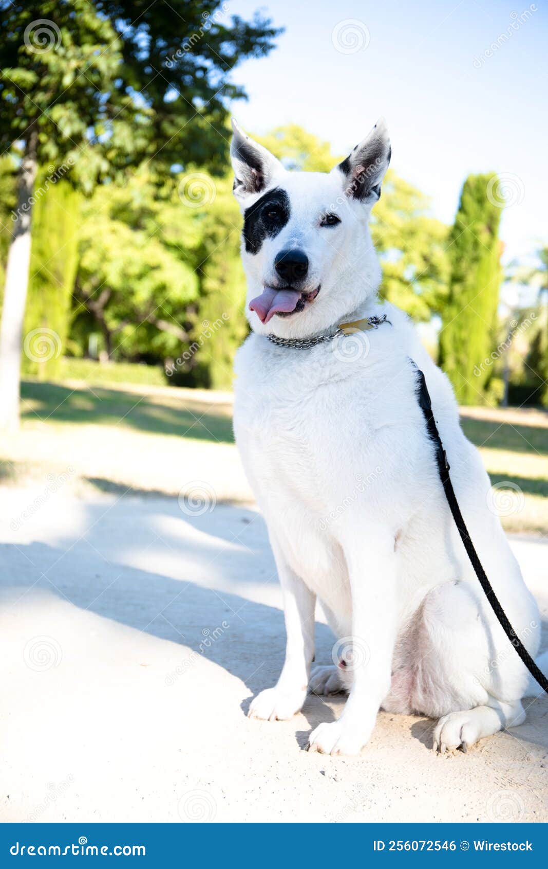 Imagem Vertical De Um Pastor Branco Suíço Misturada Com Um Ponteiro Inglês  Em Pé Com Uma Haste Ligada Foto de Stock - Imagem de ponteiro, branco:  256072546