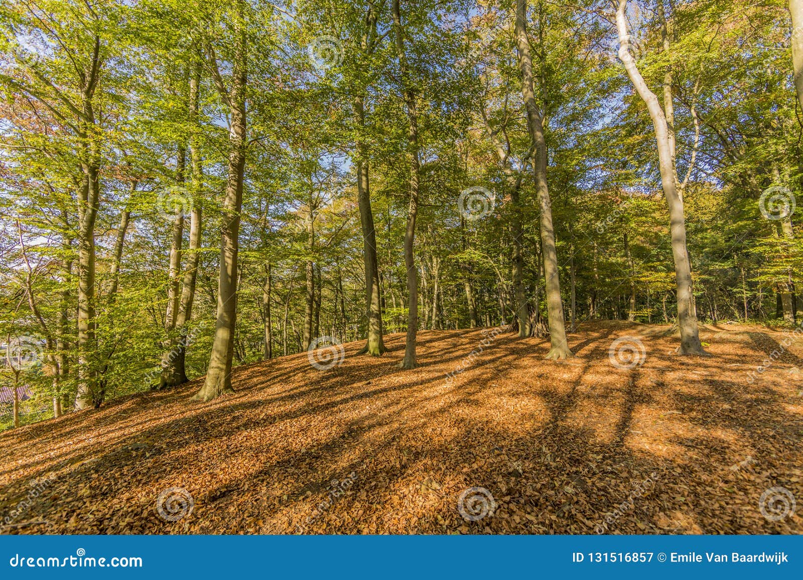 imagen of a beautiful autumn day in the forest