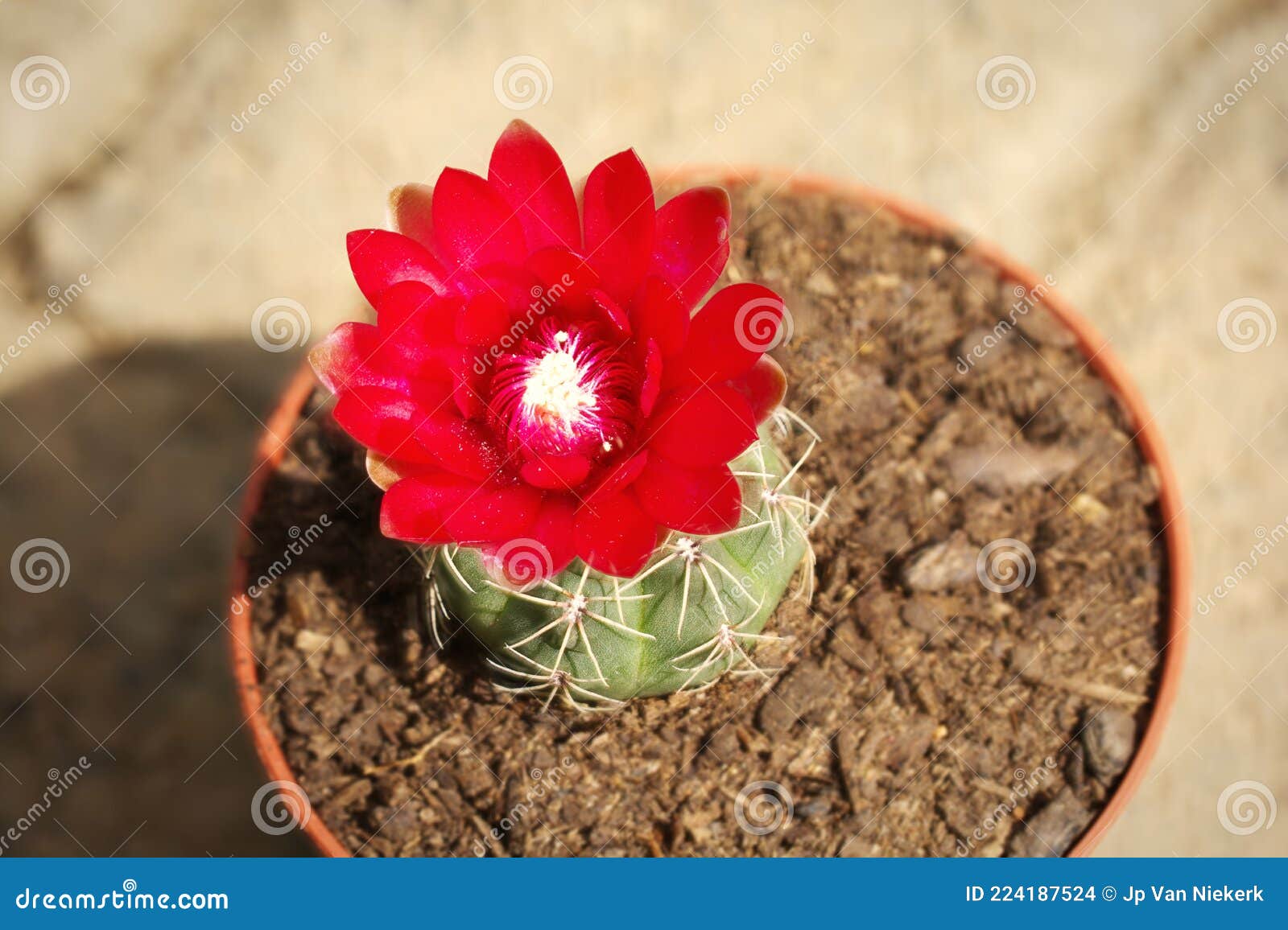 Imagen De Arriba De Una Maceta De Cactus Con Una Flor Rosa Foto de archivo  - Imagen de detalle, sobrecarga: 224187524
