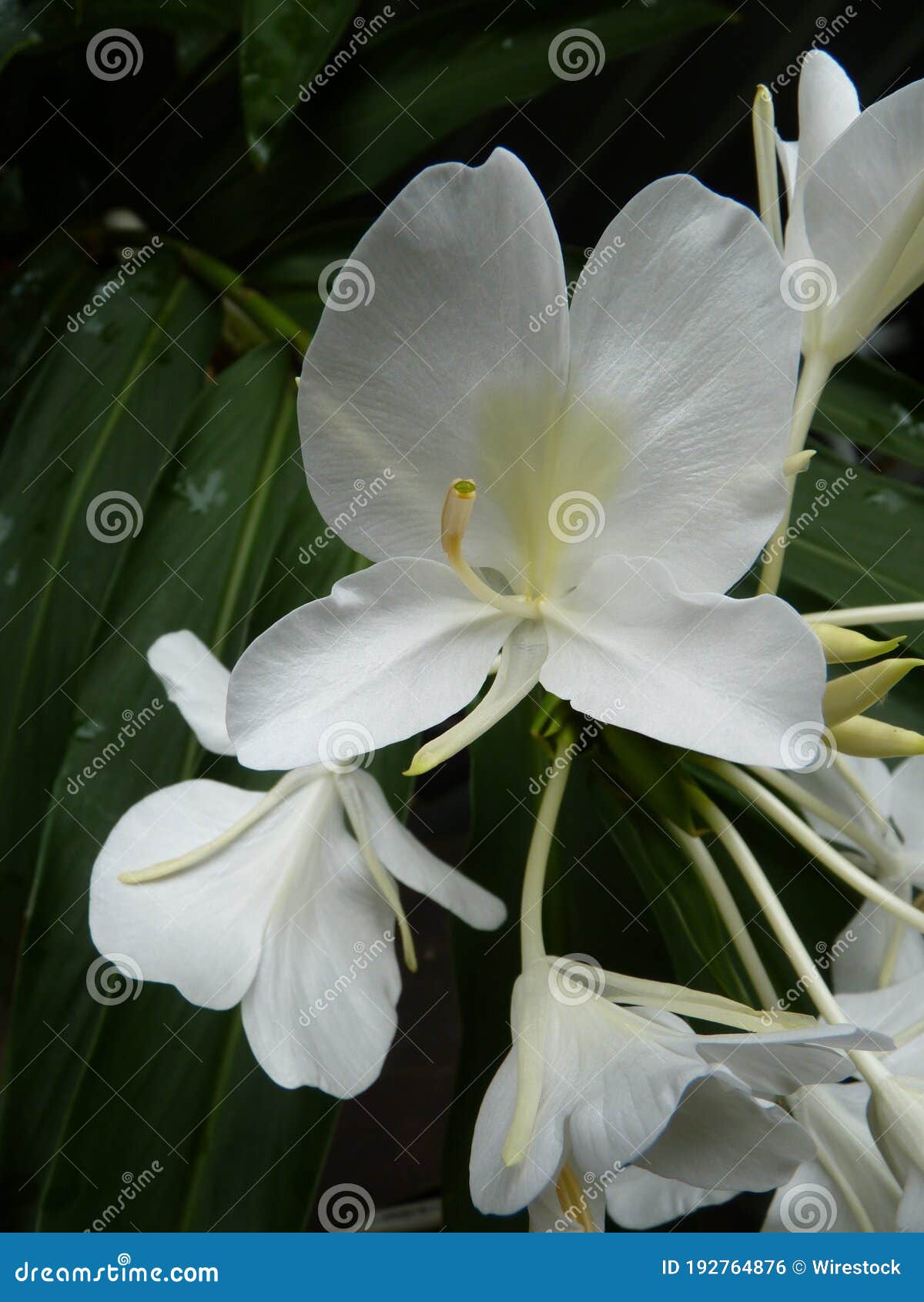 Imagen De Cerca De Una Hermosa Flor De Lirio De Mariposa Blanca En El Jardín Foto de archivo - Imagen de belleza, flora: 192764876 Imagen De Cerca De Una Hermosa Flor De Lirio De Mariposa Blanca En El Jardín Foto de archivo - Imagen de belleza, flora: 192764876