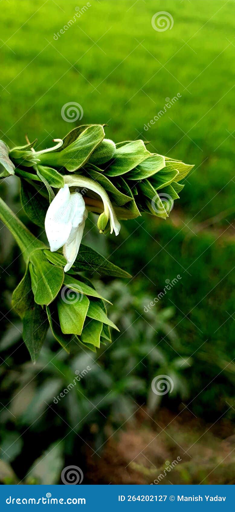 Imagen De Flores Blancas De Hoja Verde Imagen de archivo Imagen de