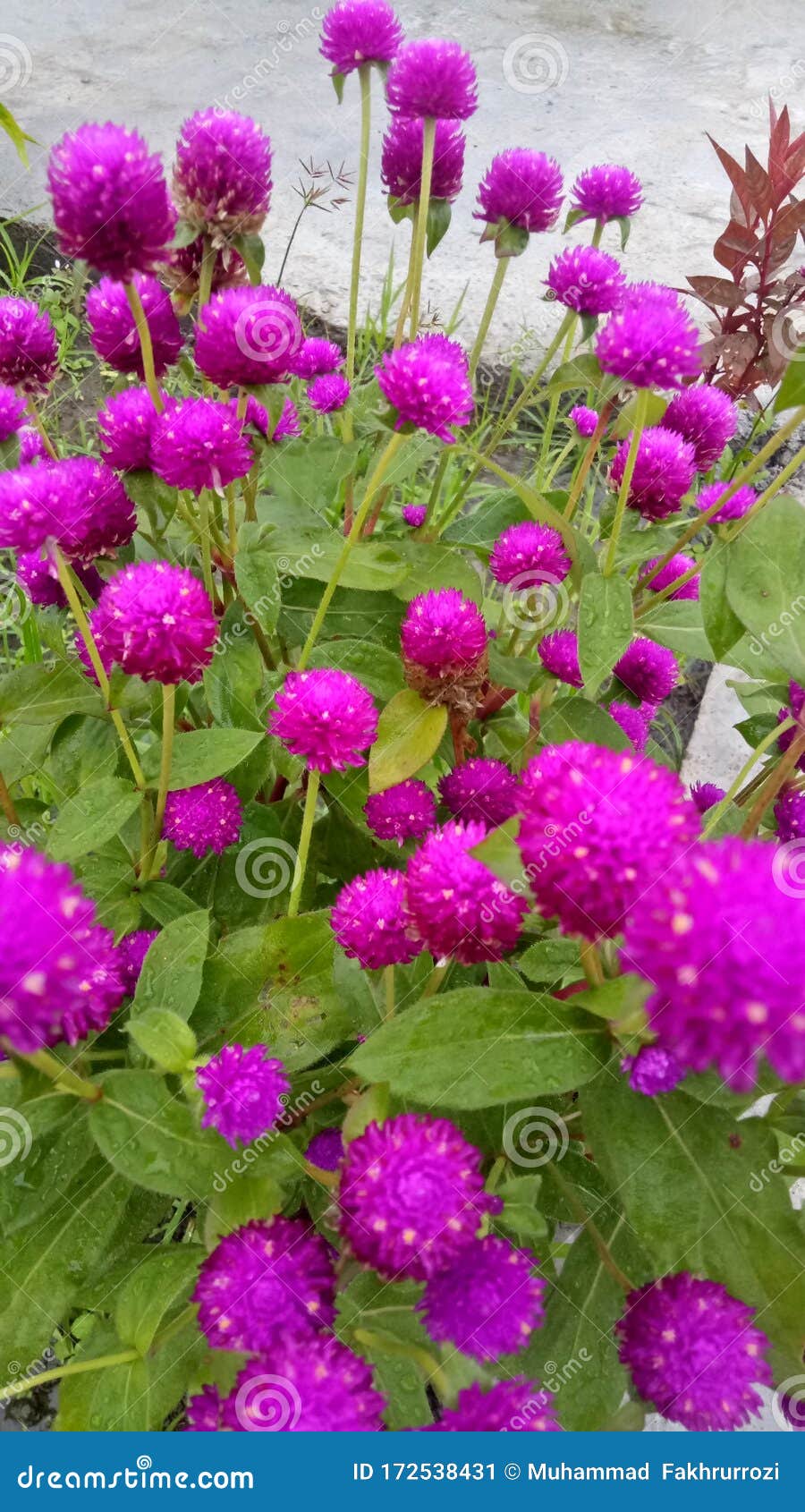 Imagen De Flores De Botón Púrpura Como Fondo De Pantalla Imagen de archivo  - Imagen de resorte, bosque: 172538431