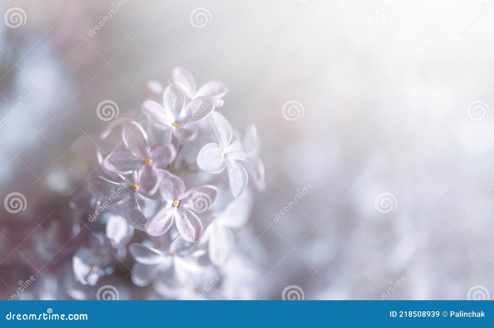 Imagen De Primer Plano De Las Flores Lilas En Primavera Imagen de archivo -  Imagen de primer, cubo: 218508939