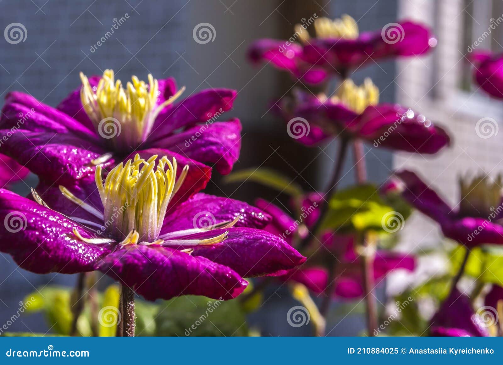 Imagen de primer plano de un clematis púrpura. flor en el jardín. primavera hermoso fondo de jardín.