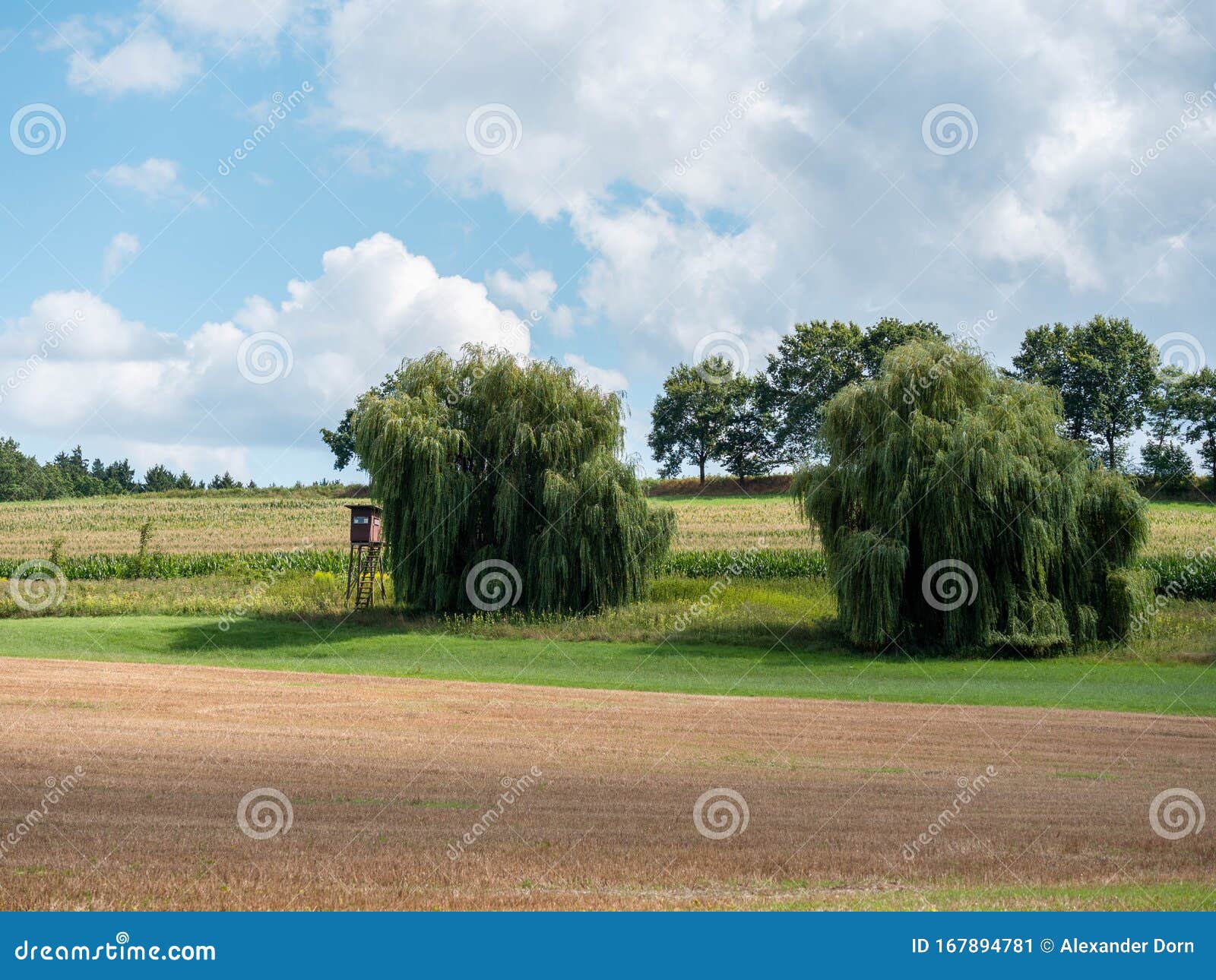 Imagen del paisaje con campos y sauces llorosos y un alto asiento. Imagen del paisaje con campos y sauces llorosos y un asiento elevado durante el día