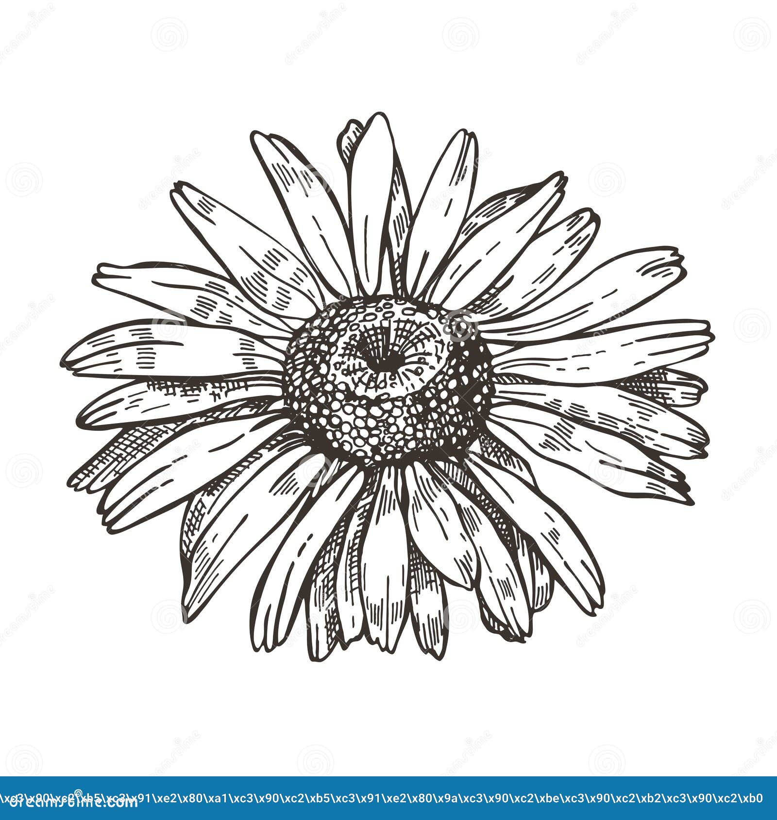 Imagen Del Vector De La Flor De La Margarita Dibujo Del Estilo Del Bosquejo Ilustración del Vector - Ilustración de vector, hermoso: 152119562 Imagen Del Vector De La Flor De La Margarita Dibujo Del Estilo Del Bosquejo Ilustración del Vector - Ilustración de vector, hermoso: 152119562