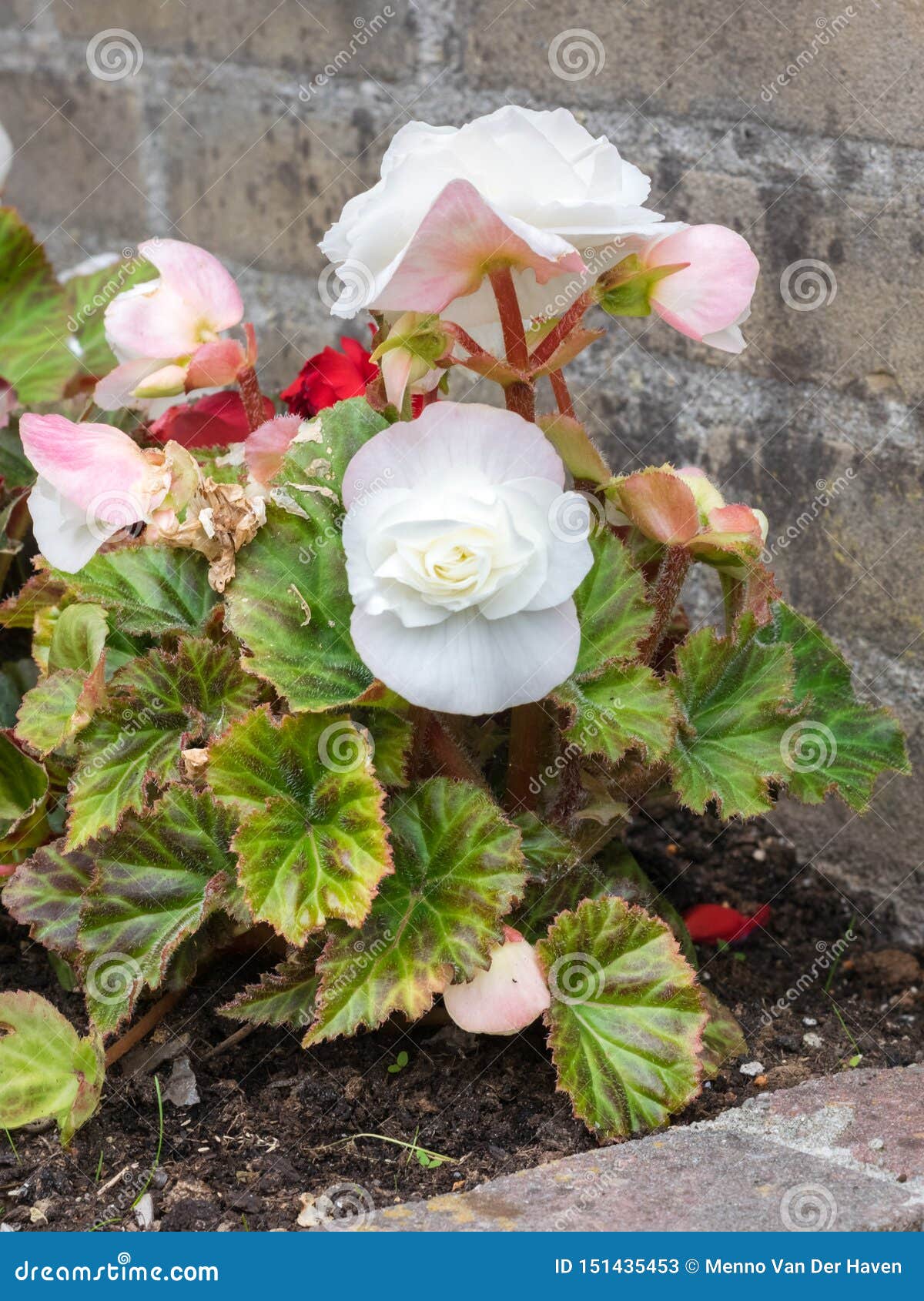 Imagen Detallada De Una Begonia Florecida Doble Coloreada Blanca En La  Plena Floración En Un Jardín Del Patio Trasero Imagen de archivo - Imagen  de floral, parque: 151435453