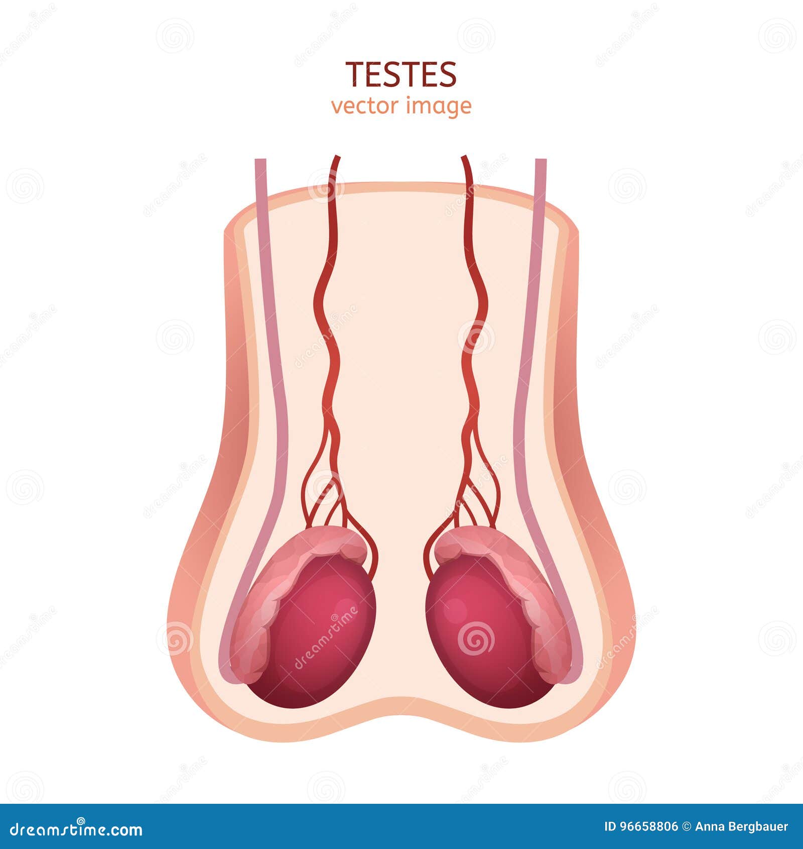 Imagen Masculina De Los Testículos Ilustración del Vector - Ilustración de  pene, esperma: 96658806