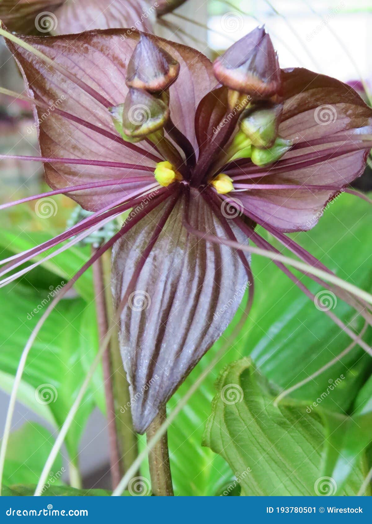 Imagen Vertical De La Flor De La Orquídea Tacca Chantrieri Imagen de  archivo - Imagen de flor, verano: 193780501