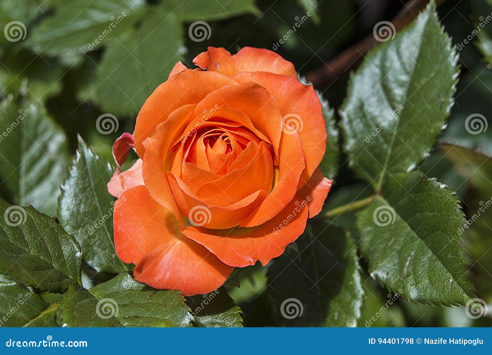 Imagens De Rosa, Rosas Coloridas, Rosas Alaranjadas No Jardim Foto de Stock  - Imagem de mercado, comprado: 94401798