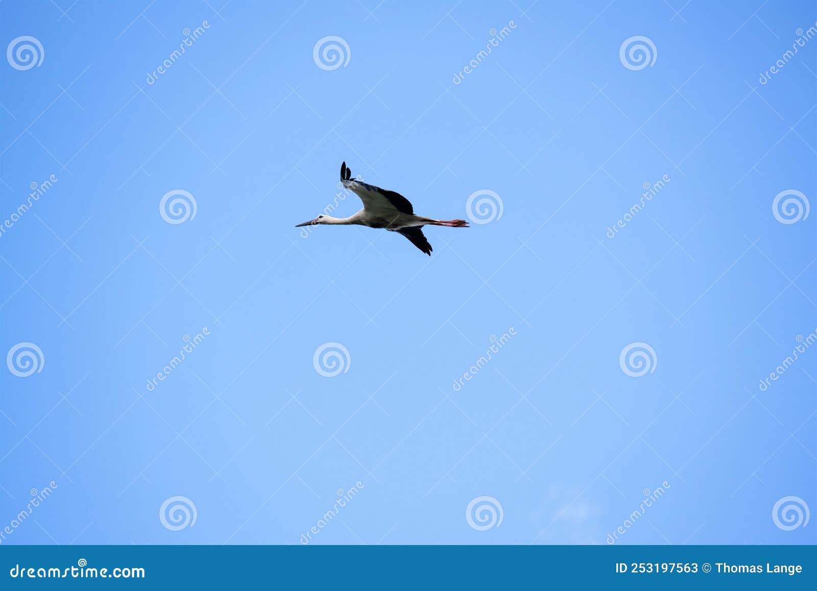 a flying stork against a blue sky