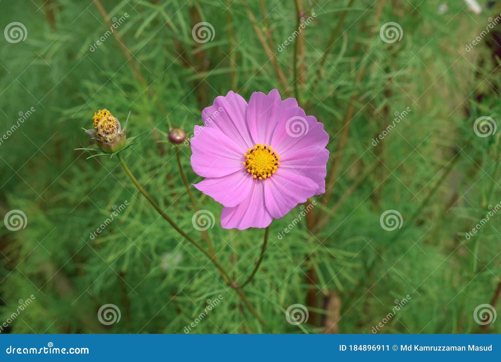 Imaginez La Fleur Rose De Cosmos Dans Le Jardin Image stock - Image du  croissance, trouvaille: 184896911
