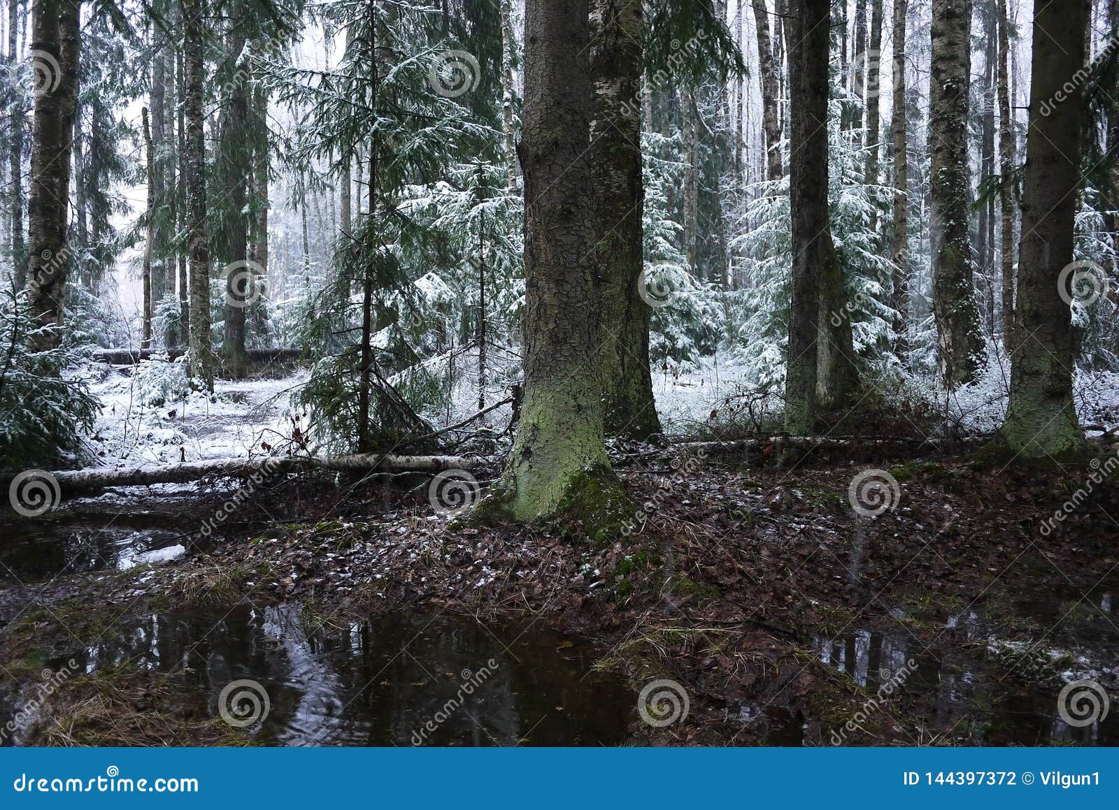 snow falls in the forest with trees. intense snow instantly covers the surface of the forest and tree branches with a layer of sno