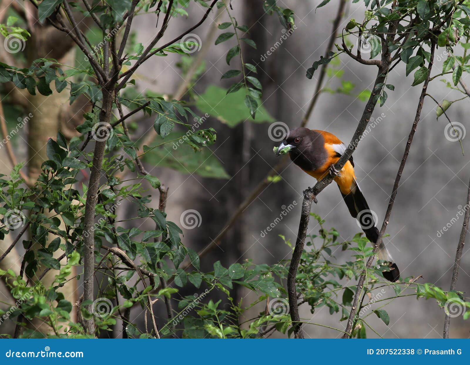 rufous treepie bird. dendrocitta vagabunda eating leaf