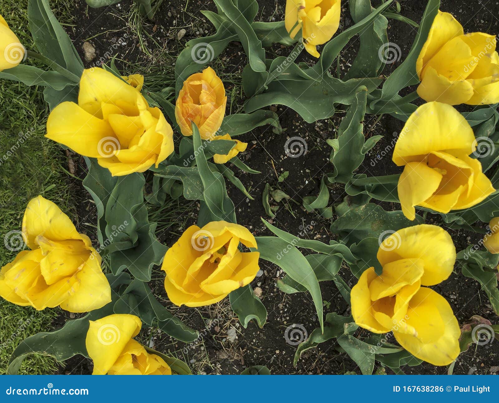 IMG_1204 Tulips in Boston Public Garden in Springtime Boston, MA