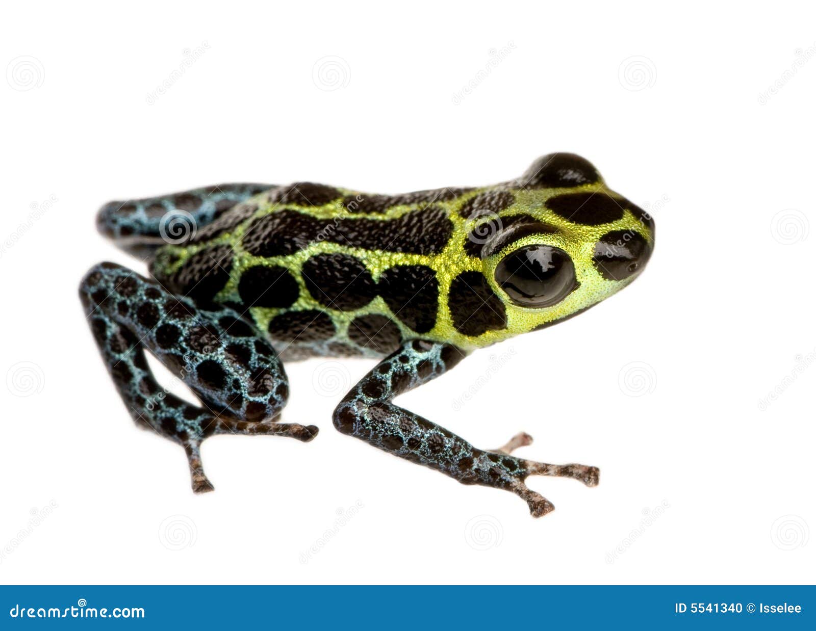imitating poison frog - ranitomeya imitator