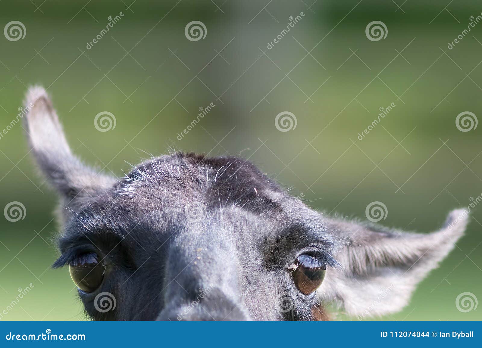 Immagine Animale Divertente Di Una Lama Inquisitrice Curiosa Fotografia Stock Immagine Di Testo Grande