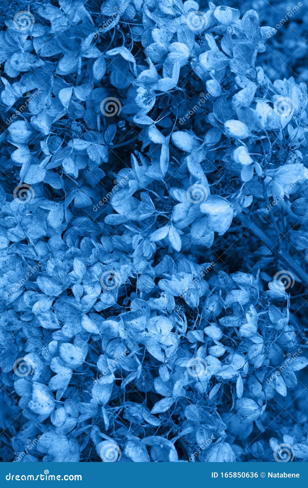 Immagine Classica Blu Tonato Foto Floreale Scura Di Moody's Con Piccoli  Fiori Secchi Di Idranea Su Fondo Bruno Scuro, Inverno Fotografia Stock -  Immagine di bellezza, verde: 165850636