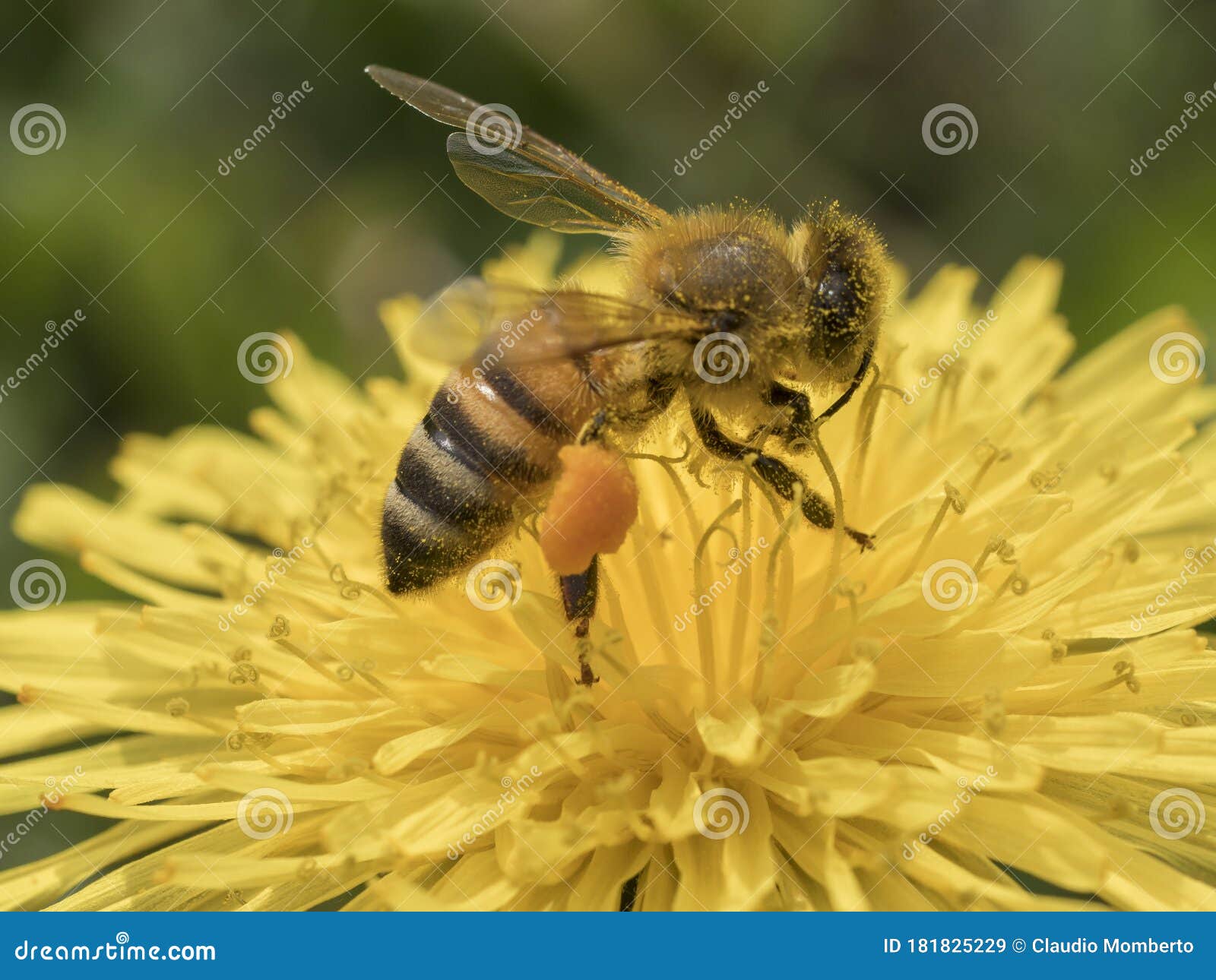 immagine ravvicinata di unÃ¢â¬â¢ape al lavoro su fiore di tarassaco durante la raccolta del polline