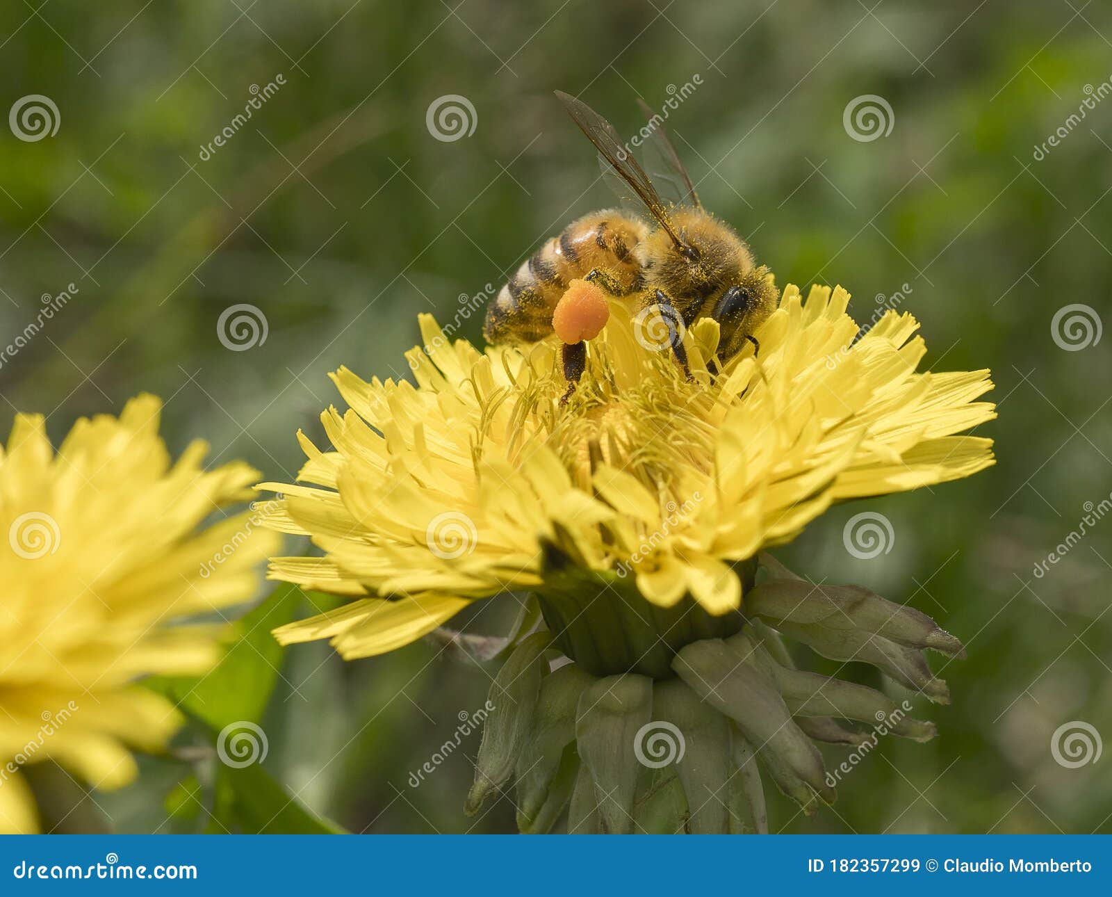 immagine ravvicinata di unÃ¢â¬â¢ape al lavoro su fiore di tarassaco durante la raccolta del polline