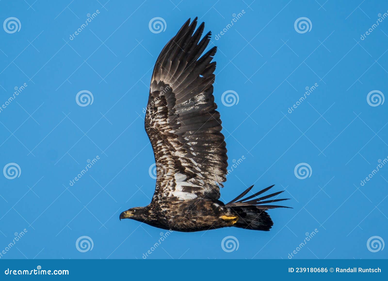 Immature Bald Eagle in Flight Stock Photo Image of wingspan