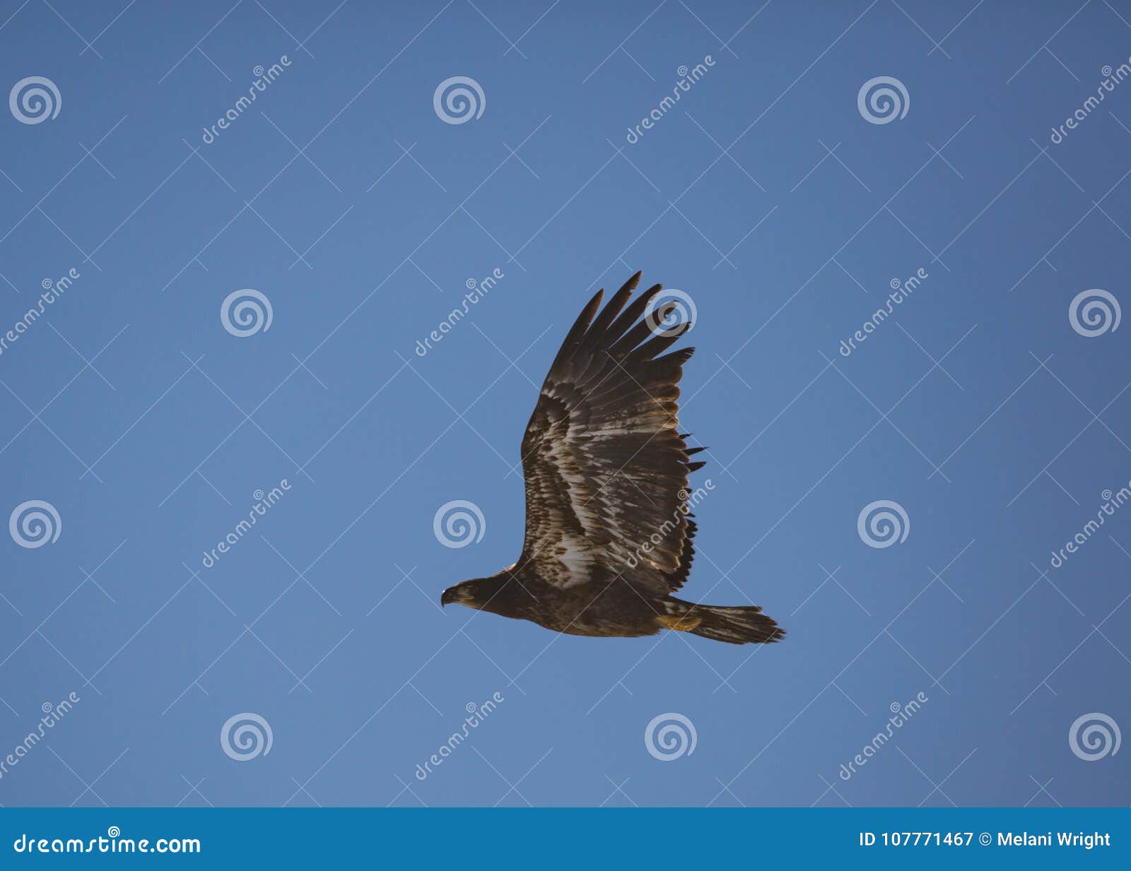 Immature Bald Eagle in Flight with Wings Up Stock Image Image of