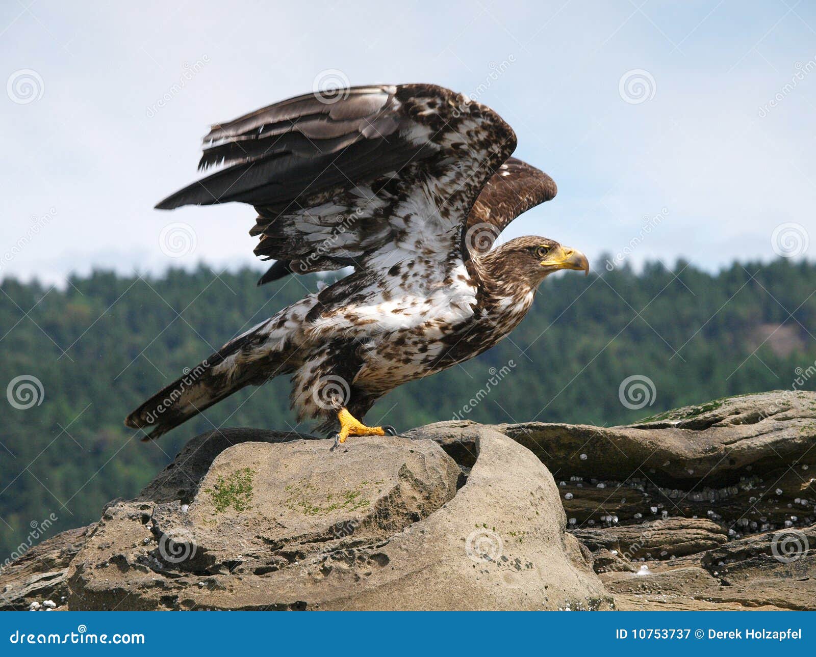 immature bald eagle take off