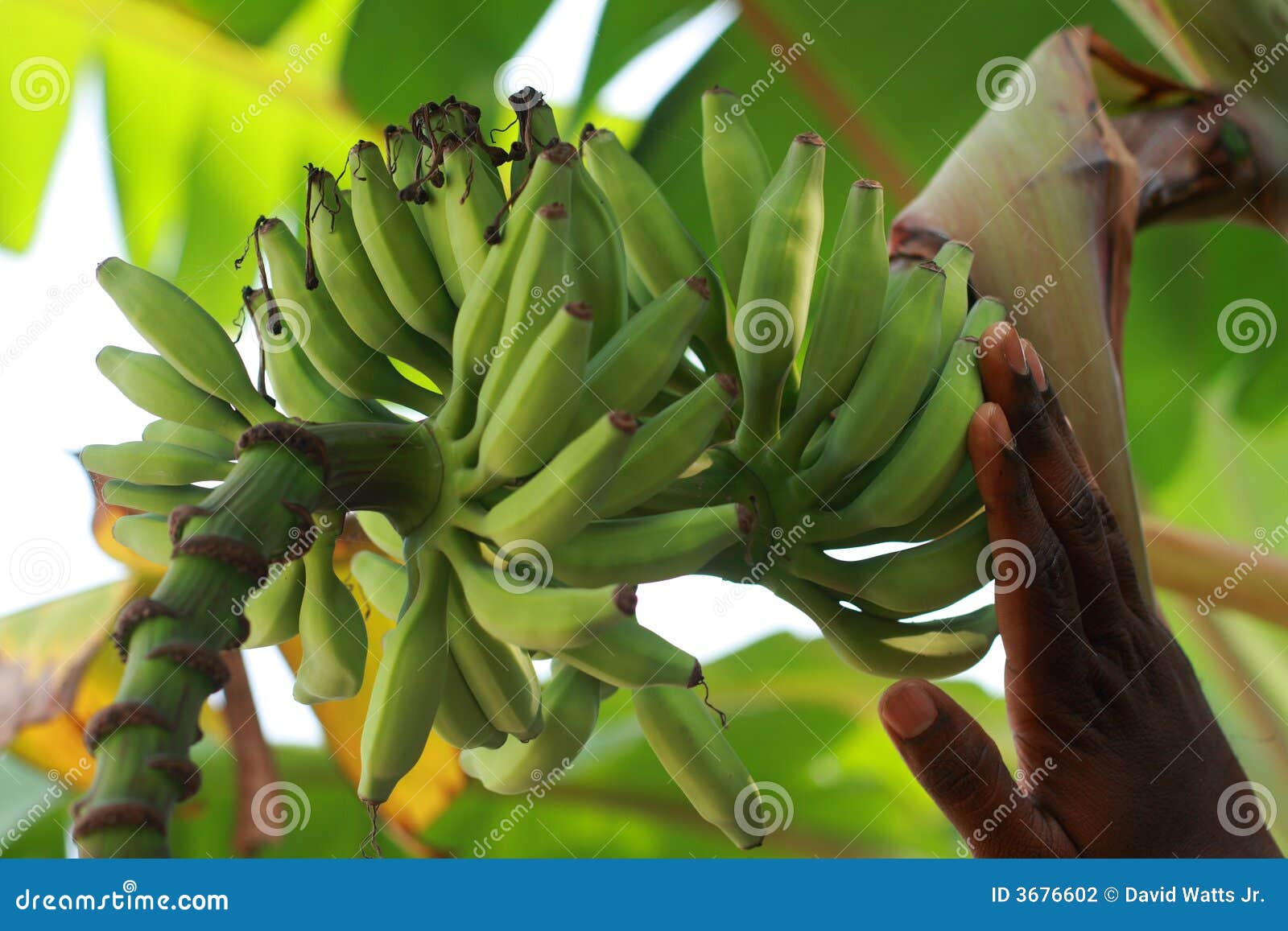 immature bananas on banana tree