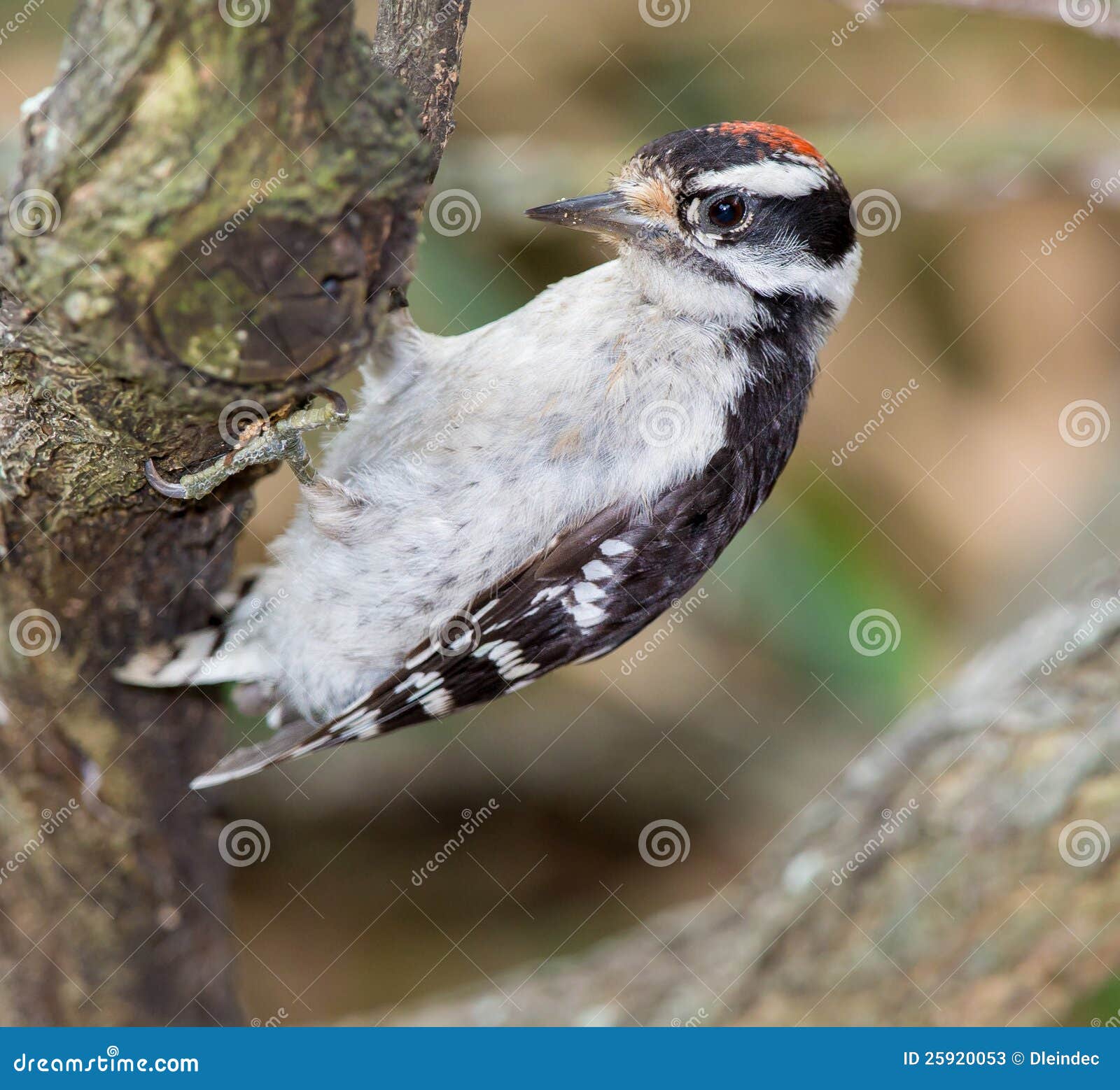Immature Downy Woodpecker (picoides Pubescens) Stock Image - Image of