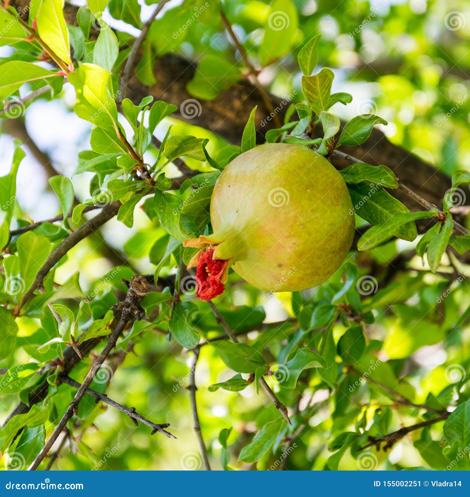 Immature Fruits And White Skin Immature Fruits Of Walnut (Juglans Regia) Royalty-Free Stock