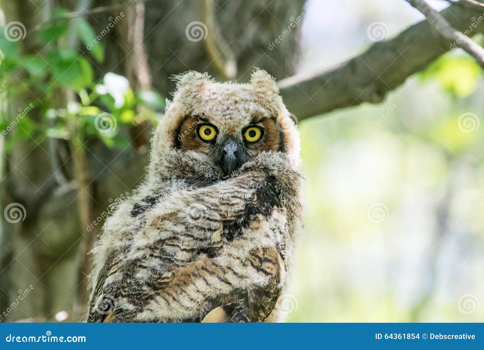 Immature Great Horned Owl stock photo. Image of animals - 64361854