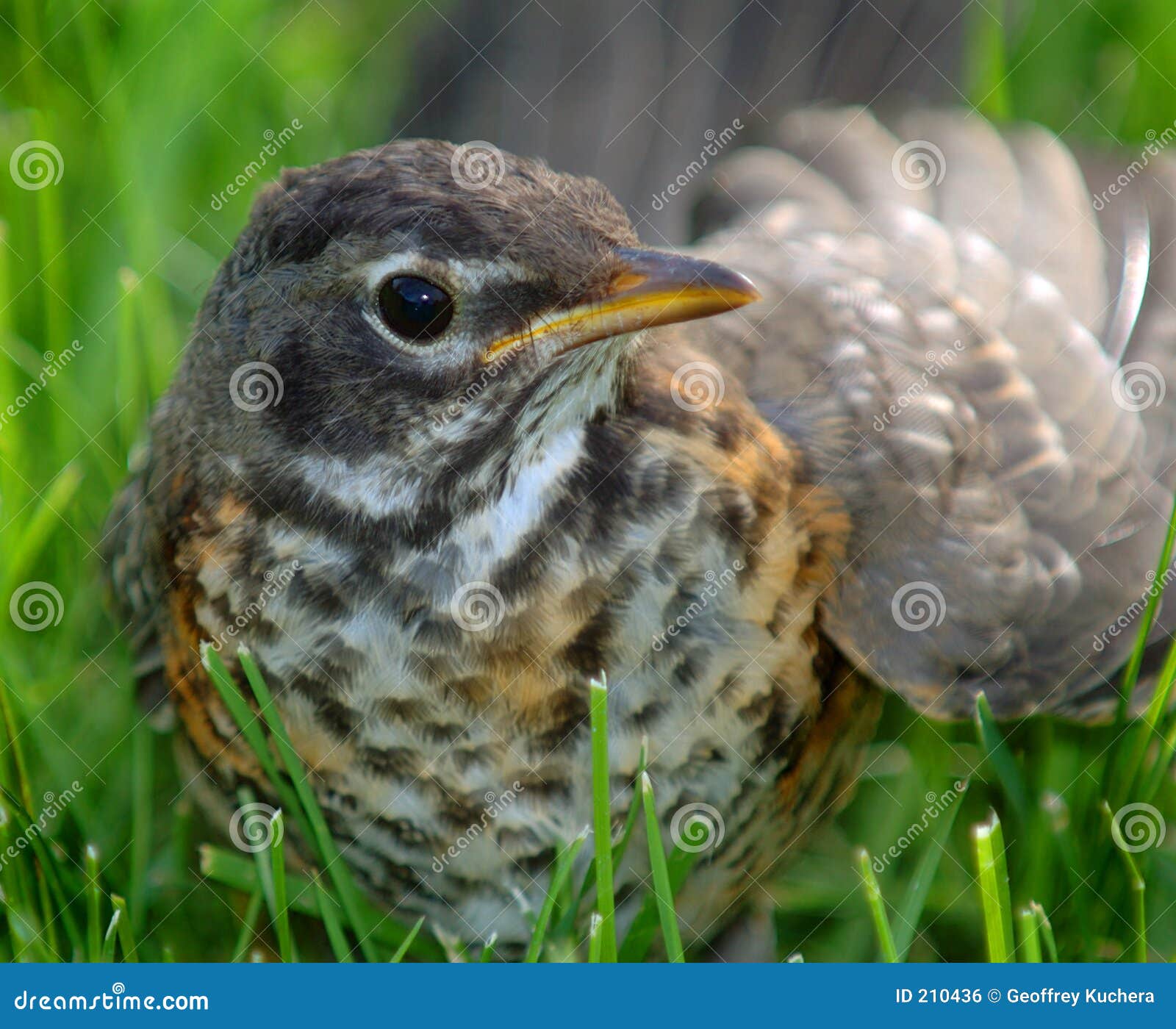 immature robin in grass