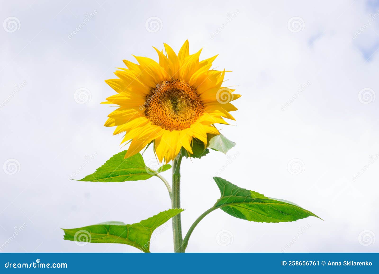 21 Immature Sunflower Stock Photos   Free & Royalty Free Stock ...