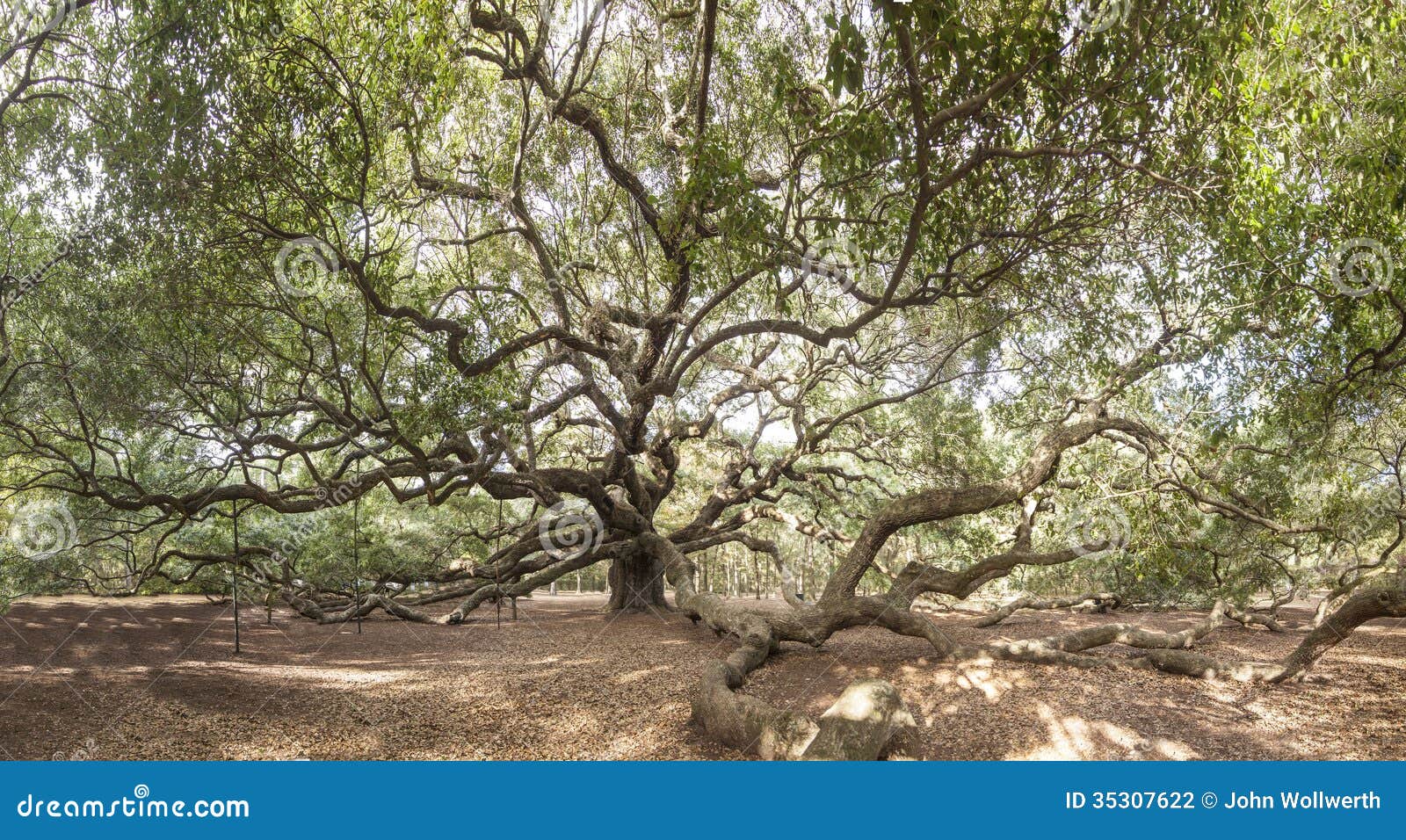 immense live oak tree