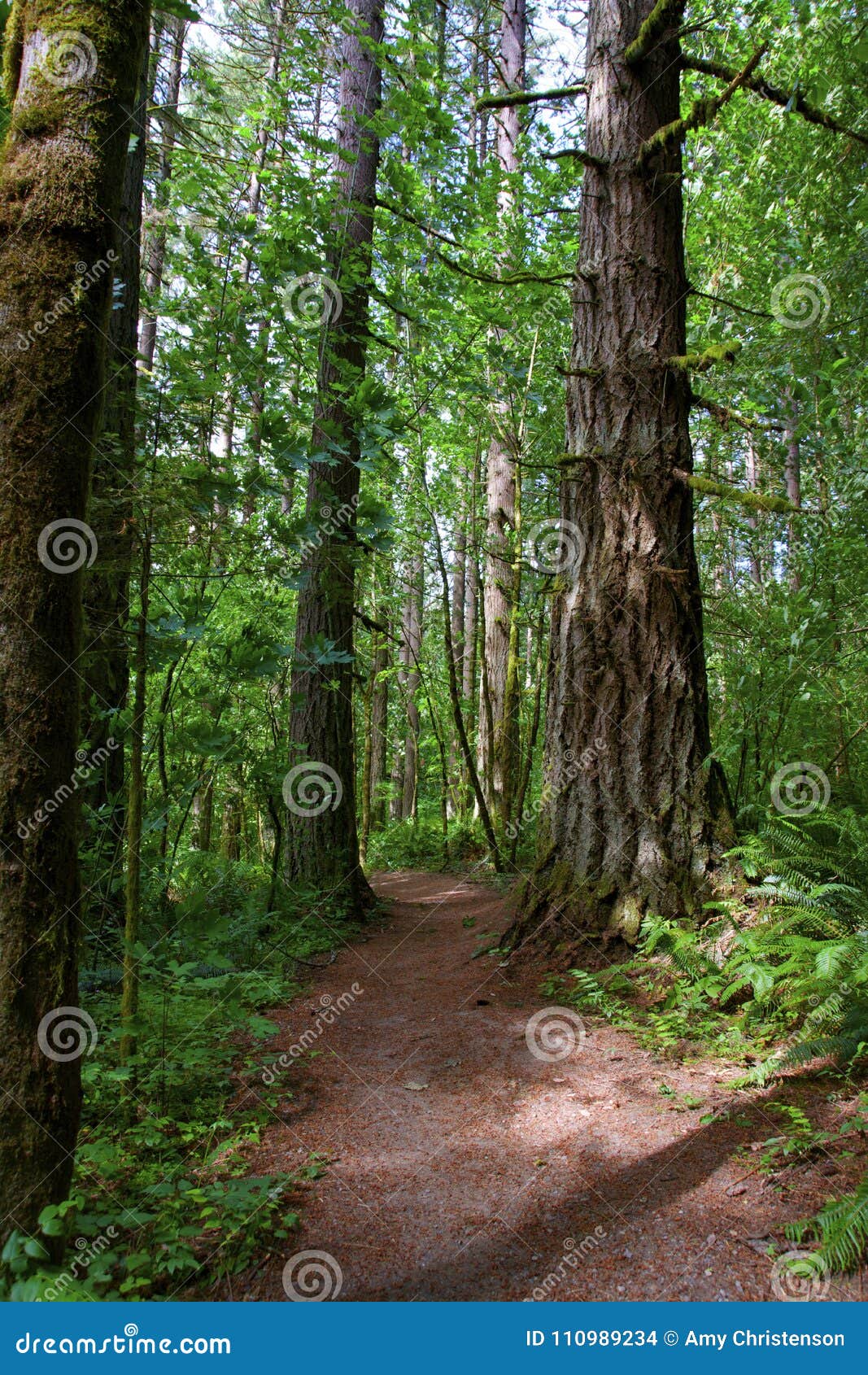 IMMERGRÜNE SCHNEISE. Wanderweg mit den großen immergrünen Bäumen, den Farnen und den Anlagen, welche die Weise zeichnen