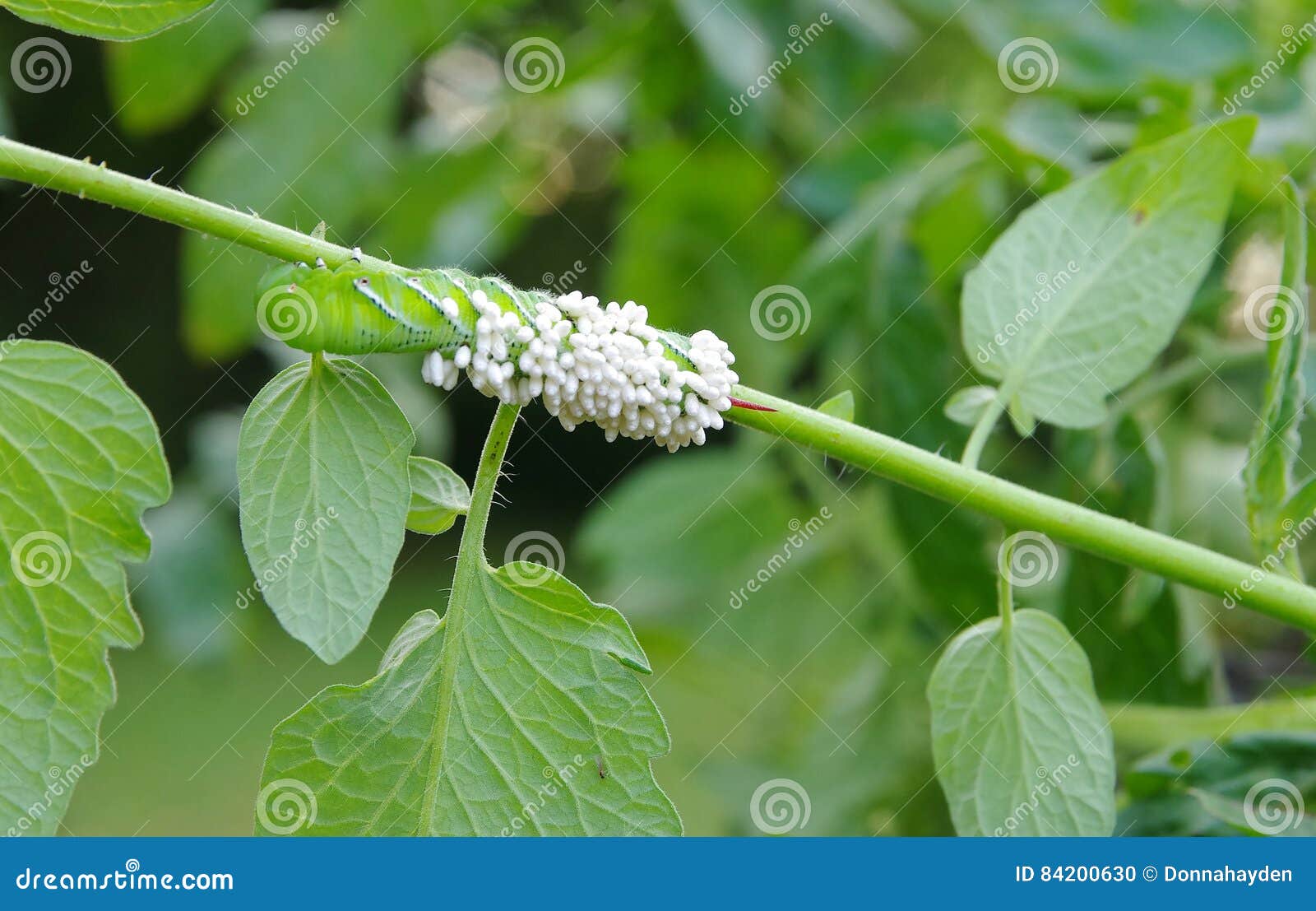 download tomato hornworm eggs download tomato hornworm eggs