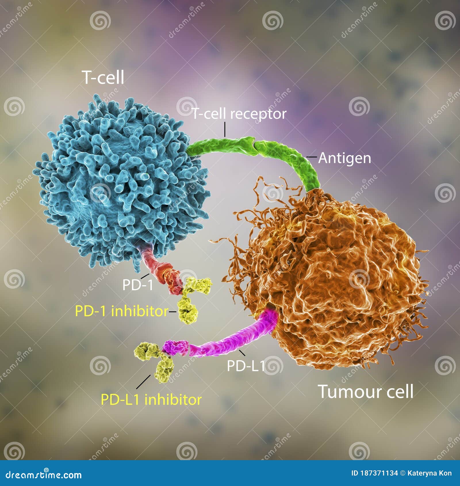 immune checkpoint inhibitors in cancer treatment