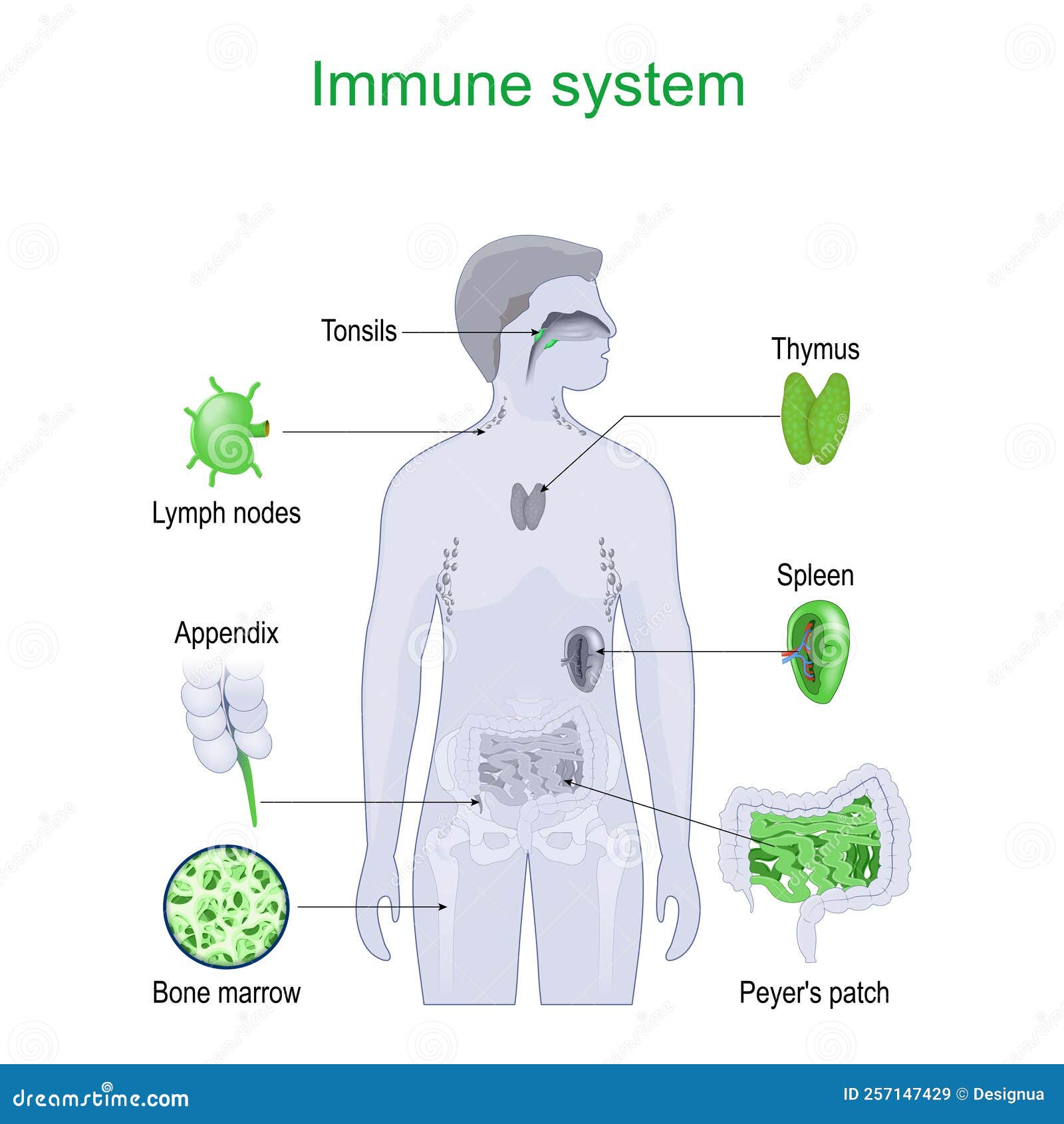 Immune System. Part of Lymphatic System Stock Vector - Illustration of ...